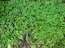 Kidney Weed